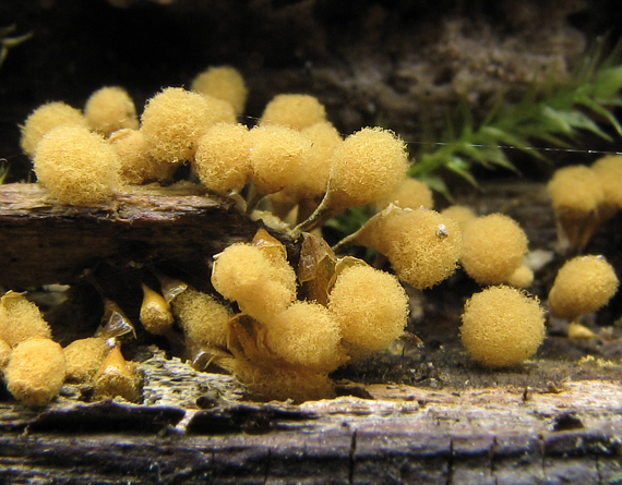 vlasovníčka kyjačikovitá Hemitrichia clavata (Pers.) Rostaf.