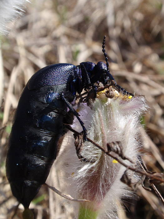 májka fialová Meloe violaceus