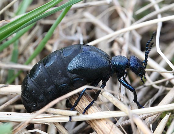 majka obecná  Meloe violaceus