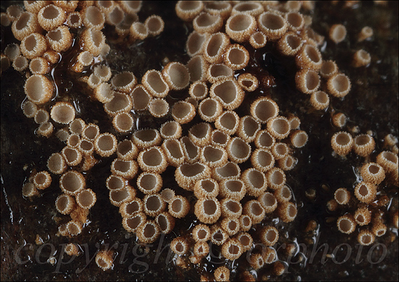 padrobnica zvláštná Merismodes anomala (Pers.) Singer