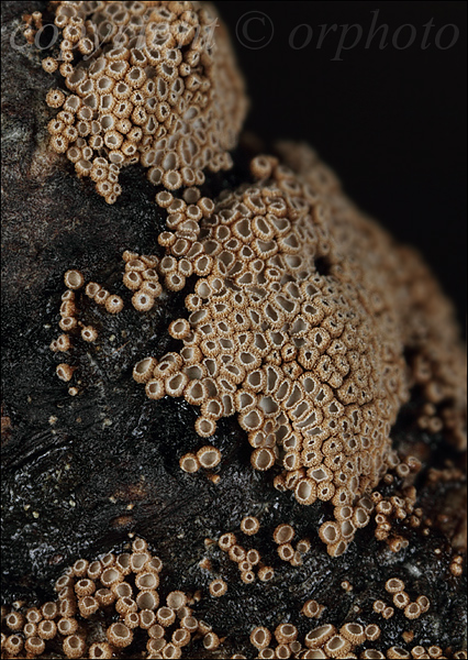 padrobnica zvláštná Merismodes anomala (Pers.) Singer