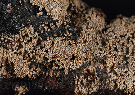 padrobnica zvláštná Merismodes anomala (Pers.) Singer