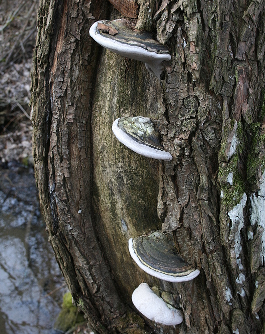 ohňovec Phellinus sp.