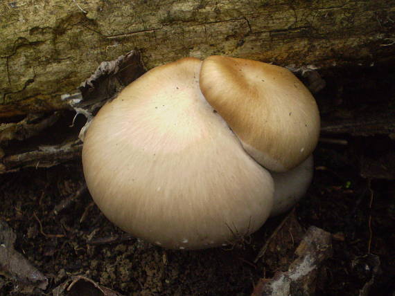 hliva ustricovitá Pleurotus ostreatus (Jacq.) P. Kumm.