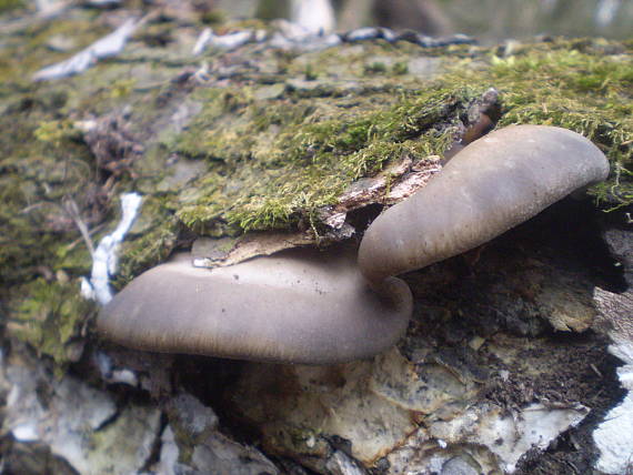 hliva ustricovitá Pleurotus ostreatus (Jacq.) P. Kumm.