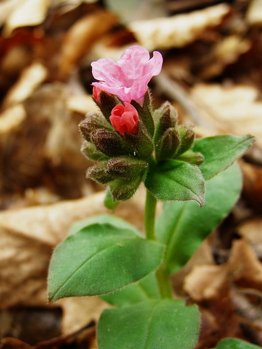 plúcnik lekársky Pulmonária officinalis L.