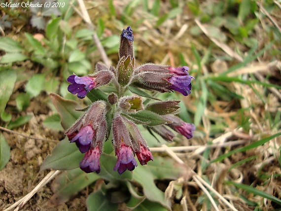 pľúcnik Pulmonaria sp.