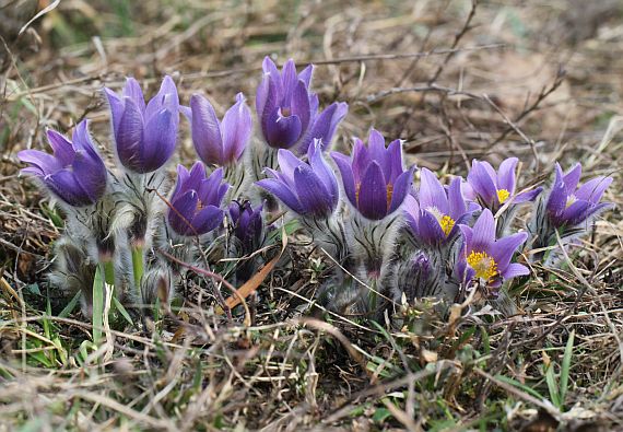 poniklec veľkokvetý Pulsatilla grandis Wender.