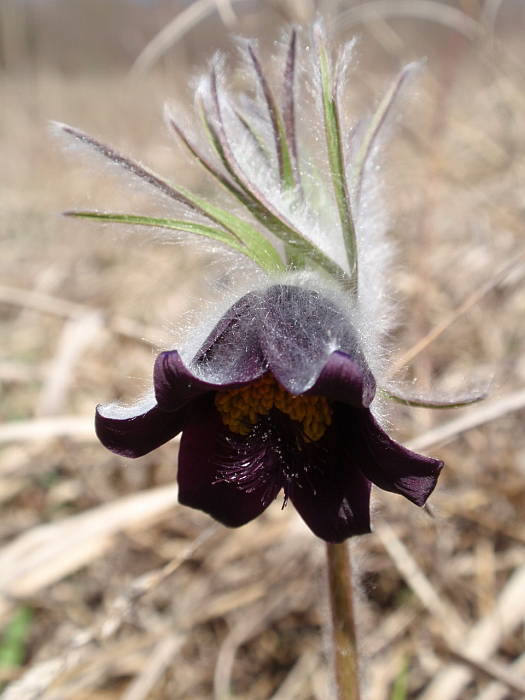 poniklec lúčny český Pulsatilla pratensis subsp. bohemica Skalický