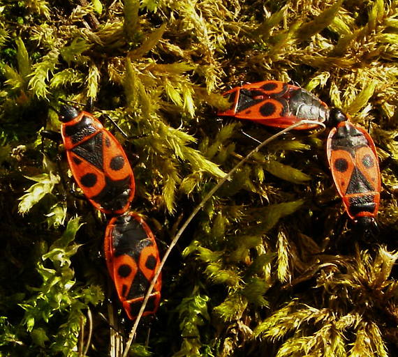 cifruša bezkrídla Pyrrhocoris apterus