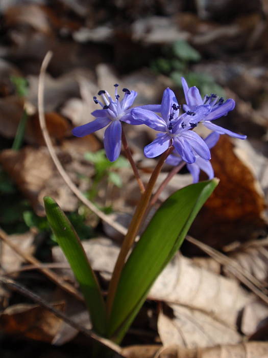 scila dvojlistá Scilla bifolia agg. L.