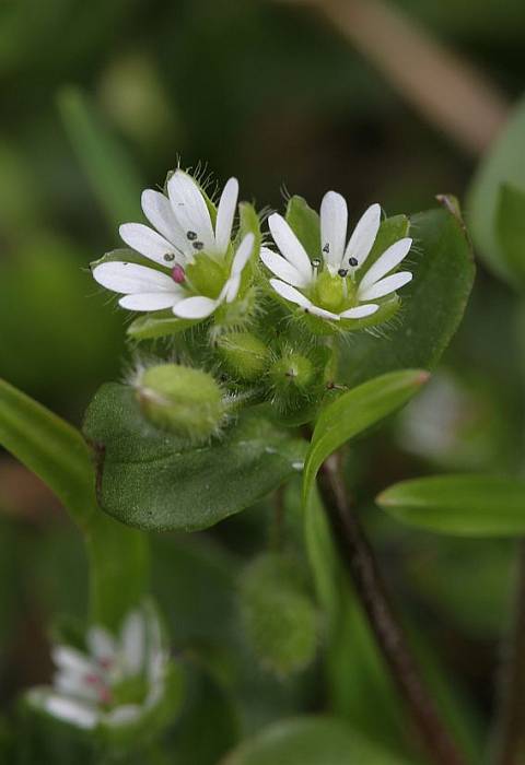 hviezdica prostredná Stellaria media (L.) Vill.