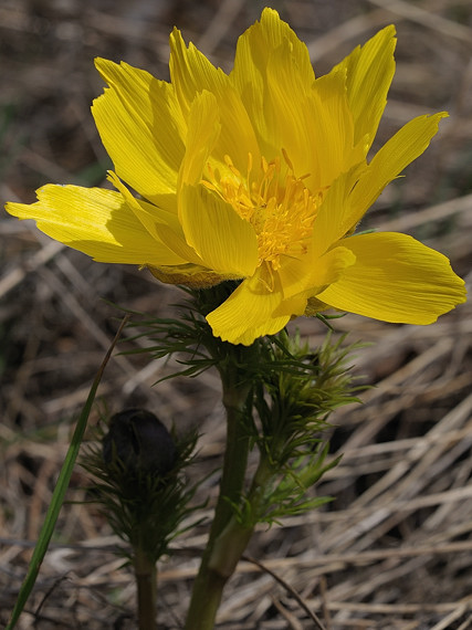 hlaváčik jarný  Adonis vernalis L.