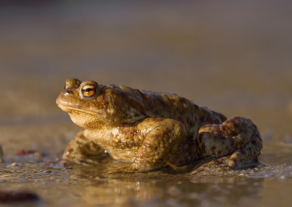 ropucha bradavičnatá Bufo bufo