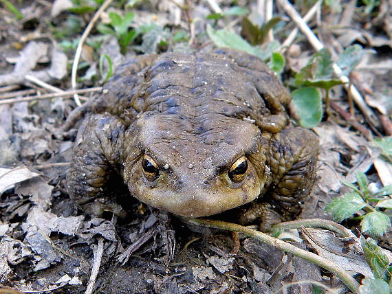 ropucha bradavičnatá Bufo bufo