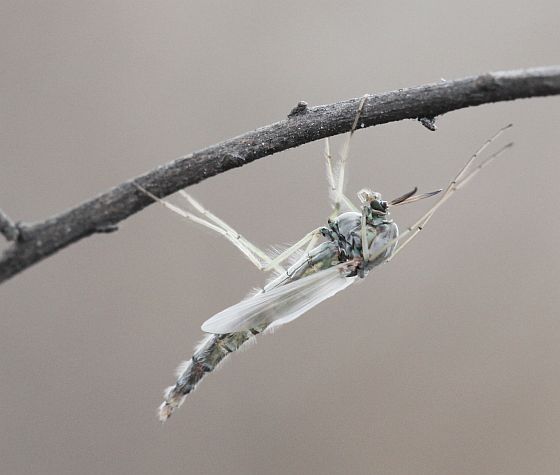 pakomár ??? Chironomidae spp.