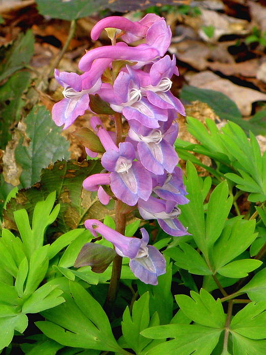 chochlačka dutá Corydalis cava (L.) Schweigg. et Körte