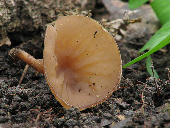 hľuznatka veternicová Dumontinia tuberosa (Bull.) L.M. Kohn