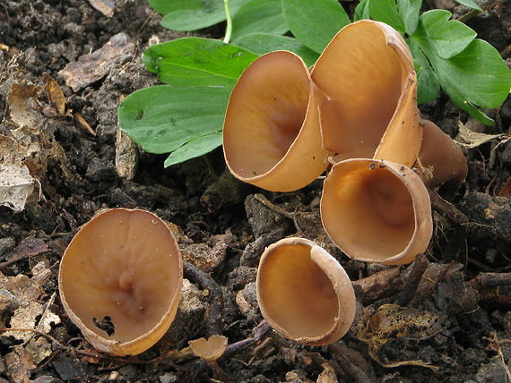 hľuznatka veternicová Dumontinia tuberosa (Bull.) L.M. Kohn