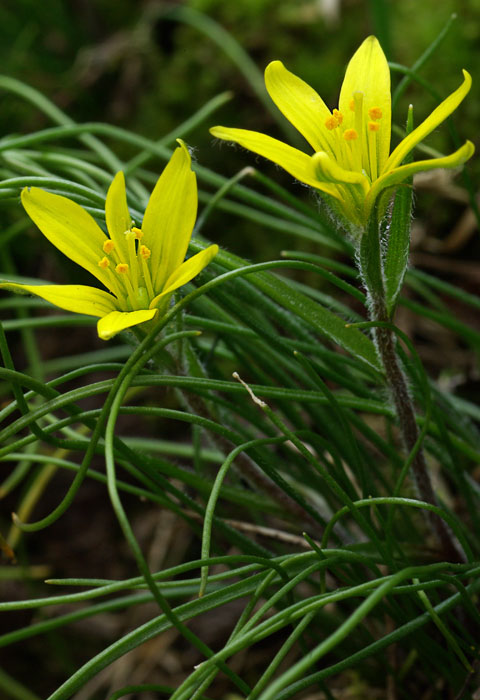 krivec český skaľný - křivatec český skalní  Gagea bohemica subsp. saxatilis (Mert. et W. D. J. Koch) Asch. et Graebn.