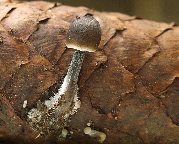 prilbička šišková Mycena strobilicola J. Favre & Kühner