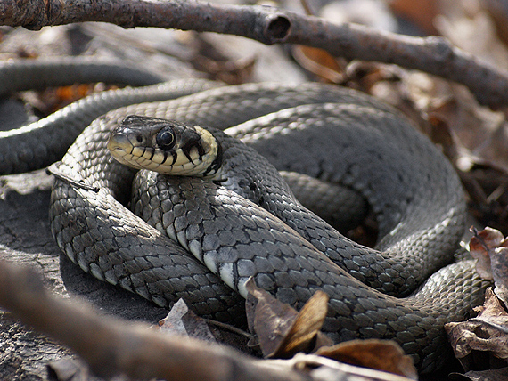 užovka obojková Natrix natrix