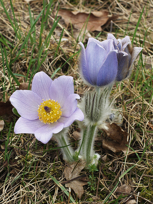 poniklec veľkokvetý Pulsatilla grandis Wender.