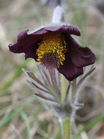 poniklec lúčny český Pulsatilla pratensis subsp. bohemica Skalický