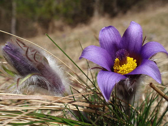 poniklec slovenský Pulsatilla slavica Reuss