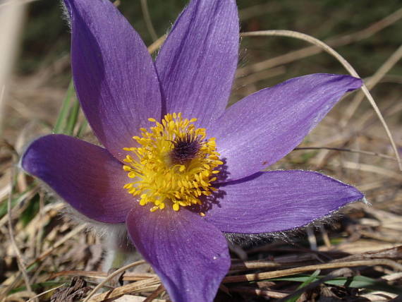 poniklec slovenský Pulsatilla slavica Reuss