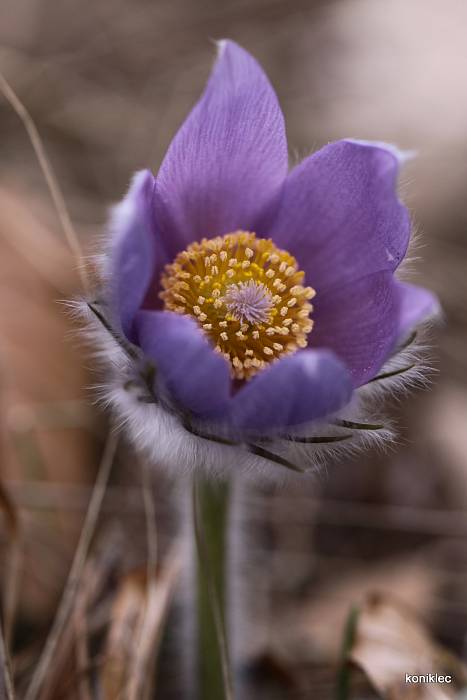 poniklec Pulsatilla sp.