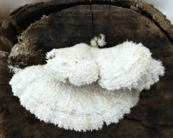 klanolupeňovka obyčajná Schizophyllum commune Fr.