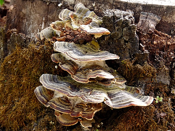 trúdnikovec pestrý Trametes versicolor (L.) Lloyd