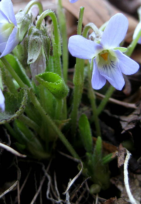 fialka srstnatá Viola hirta L.