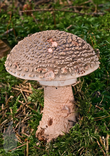 muchotrávka červenkastá Amanita rubescens Pers.