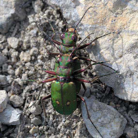 svižník poľný Cicindela campestris