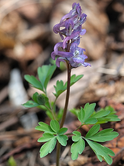 chochlačka dutá  Corydalis cava  (L.) Schweigg. et Körte