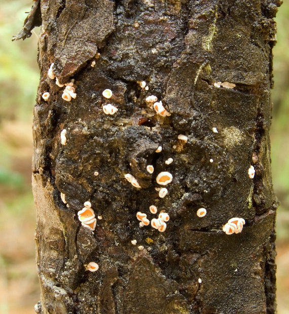 vlnuška neškodná Lachnellula occidentalis (G.G. Hahn & Ayers) Dharne