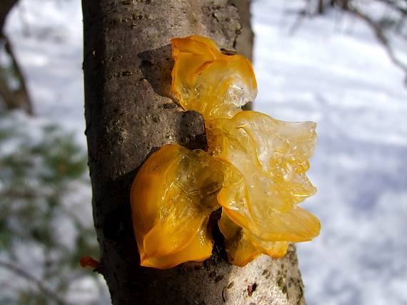 rôsolovka zlatožltá Tremella mesenterica Retz.