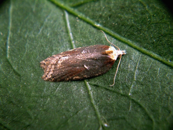 obaleč Acleris hastiana