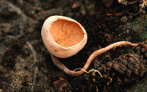 jahňadka liesková Ciboria coryli (Schellenb.) N.F. Buchw.