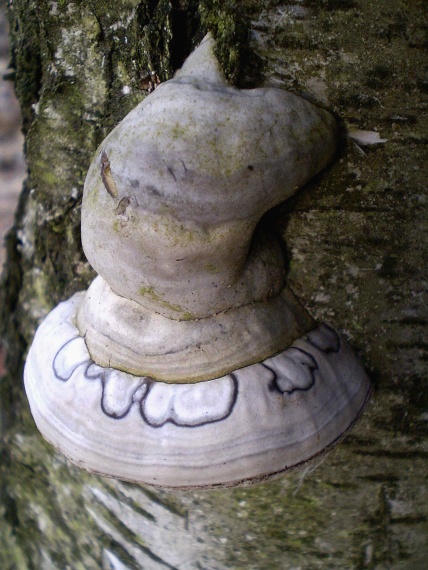 práchnovec kopytovitý Fomes fomentarius (L.) J.J. Kickx