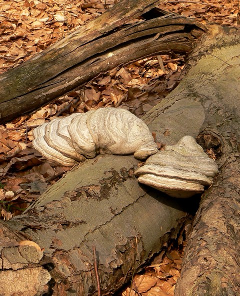 práchnovec kopytovitý Fomes fomentarius (L.) J.J. Kickx