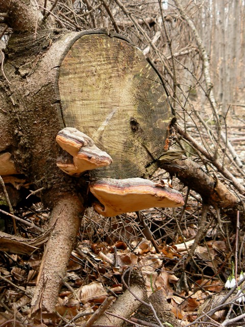 práchnovček Fomitopsis sp.