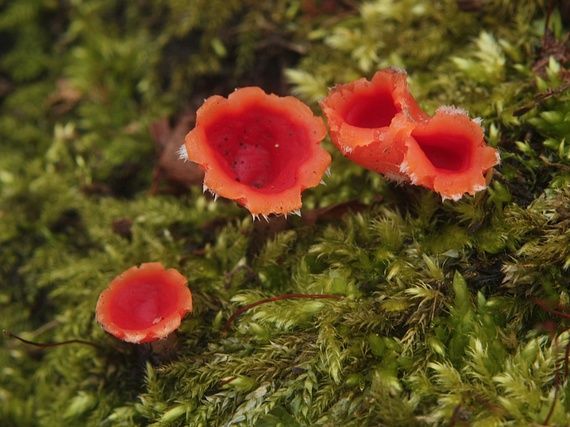 ohnivček zimný Microstoma protractum (Fr.) Kanouse