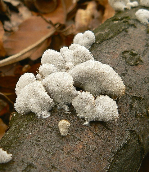 klanolupeňovka obyčajná Schizophyllum commune Fr.