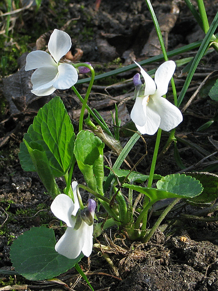 fialka voňavá-albín Viola odorata L.