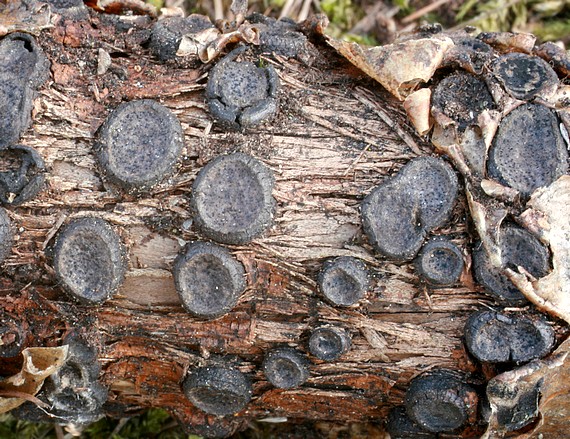 peniazovček (Káčovka lemovaná) Biscogniauxia marginata (Fr.) Pouzar