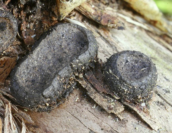 peniazovček (Káčovka lemovaná) Biscogniauxia marginata (Fr.) Pouzar