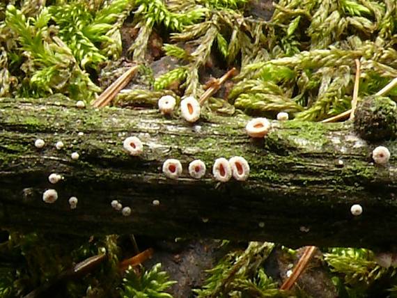 brvenka Hahnova - Vlnuška neškodná Lachnellula occidentalis  (G.G. Hahn & Ayers) Dharne